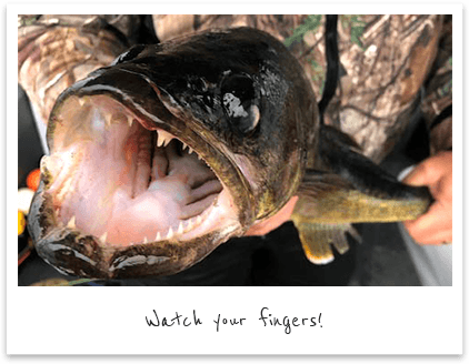 Walleye at Frog Rapids Camp - Sioux Lookout, Ontario
