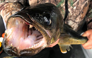 Frog Rapids Camp walleye fishing